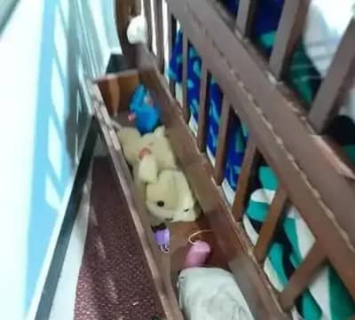 Brand New baby wooden cot with a full size matris and drawer