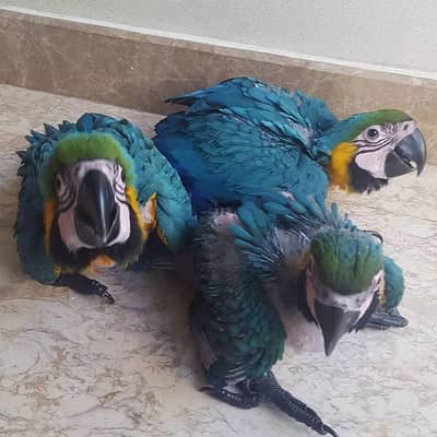 blue macaw parrot for sale good looking 03361194076
