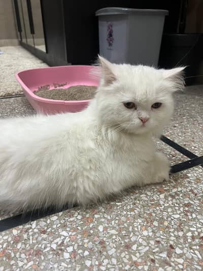 WHITE PERSIAN CAT