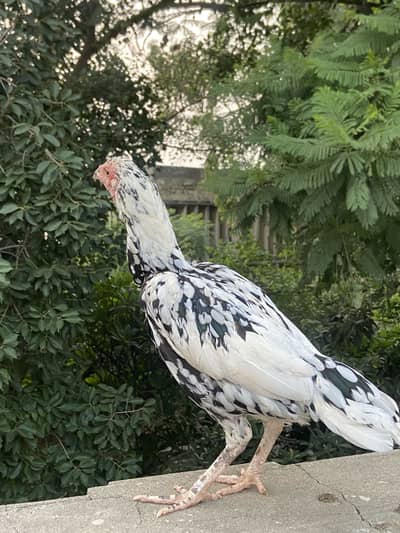 Cheena Aseel madi (female)