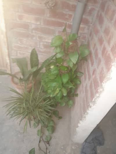 WHOLE NURSARY IS FOR SALE JUST FOR RS. 60.000/-