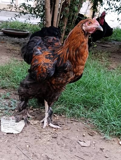goldan buff chicks