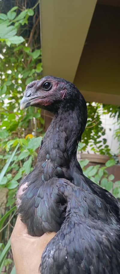 dragon male for sale WhatsApp 03024942660