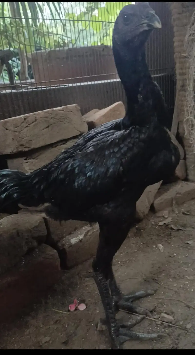 dragon male for sale WhatsApp 03024942660 — photo 2