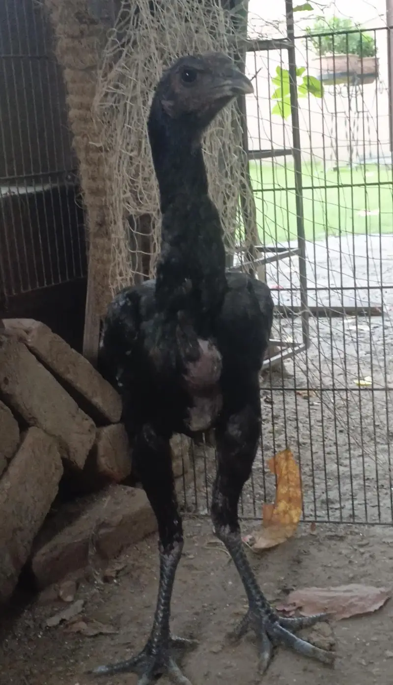 dragon male for sale WhatsApp 03024942660 — photo 3