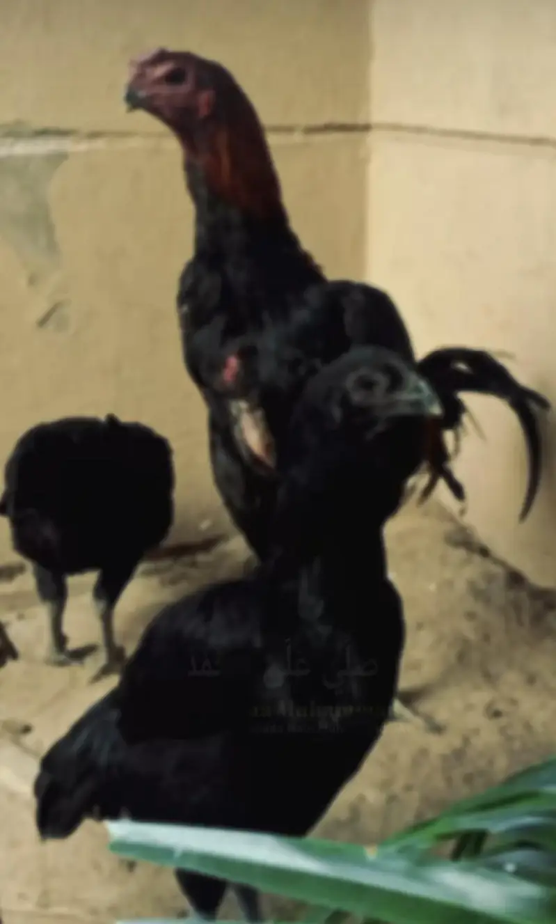 dragon male for sale WhatsApp 03024942660 — photo 4