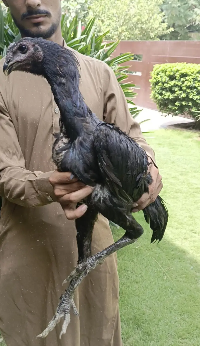 dragon male for sale WhatsApp 03024942660 — photo 5