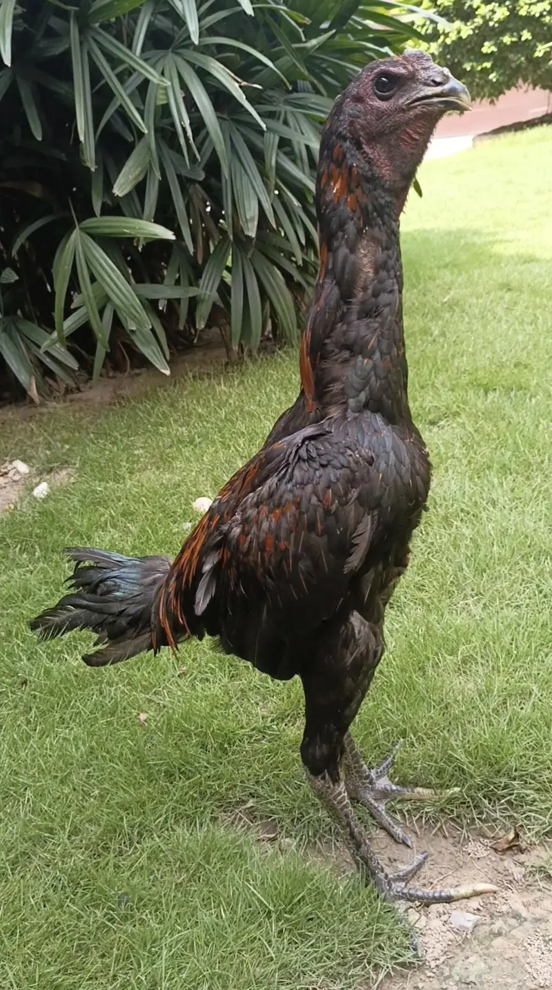 dragon male for sale WhatsApp 03024942660 — photo 6