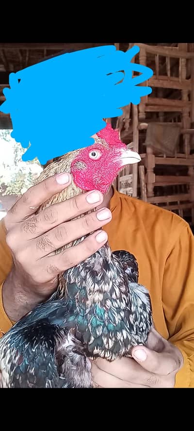 puree old blood line sawa aseel mianwali breed