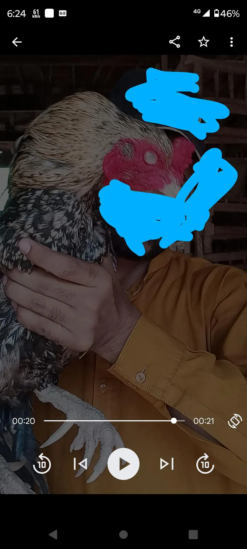 puree old blood line sawa aseel mianwali breed — photo 5