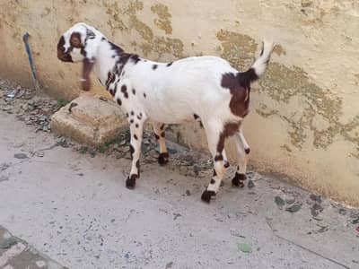 betal goats for sale