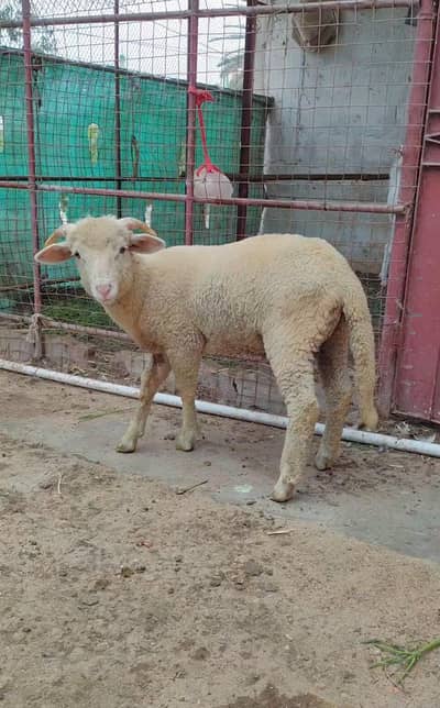 longtail Merino