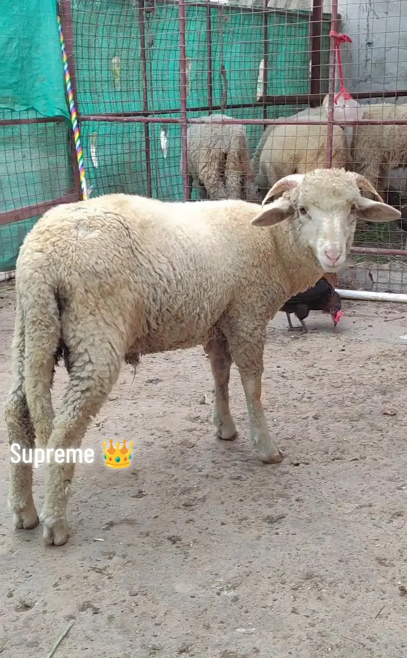 longtail Merino — photo 2