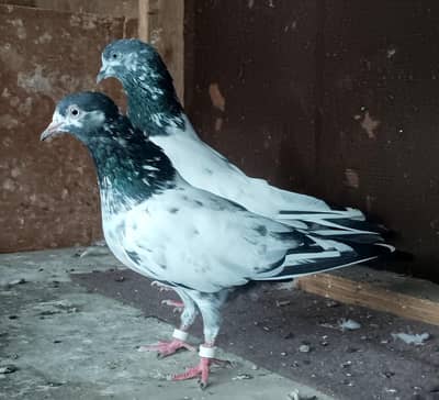 top quality breeder pair