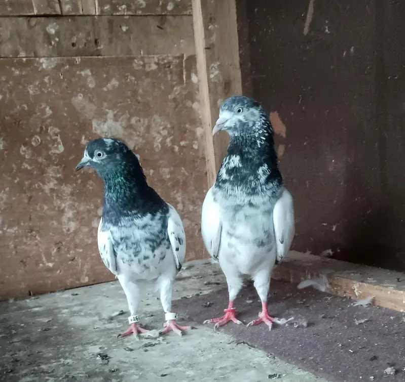 top quality breeder pair — photo 2