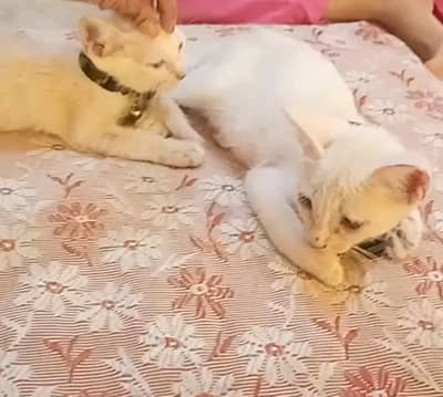 2female  x Persian cross