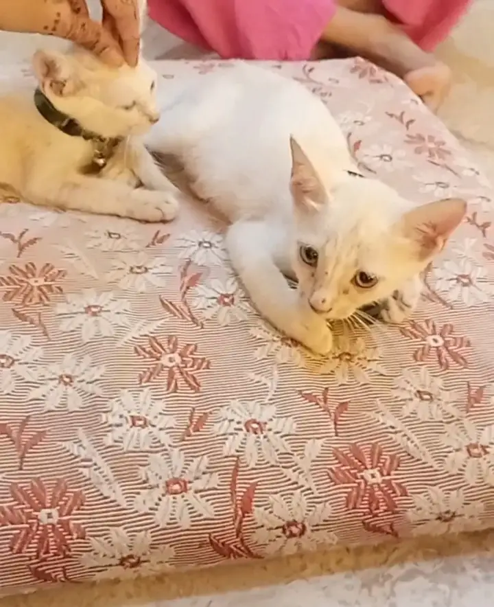 2female  x Persian cross — photo 2
