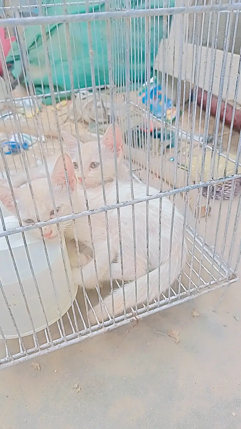 2female  x Persian cross — photo 3