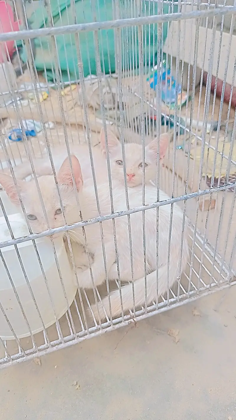 2female  x Persian cross — photo 4