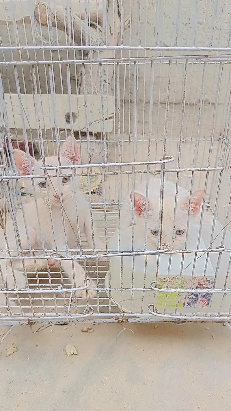 2female  x Persian cross — photo 5