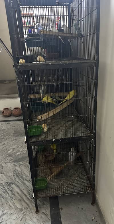 Parrots cage