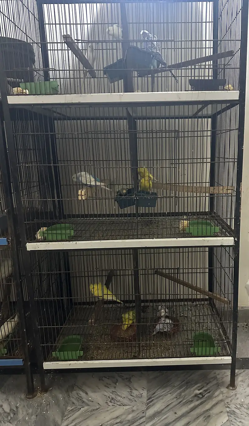 Parrots cage — photo 2