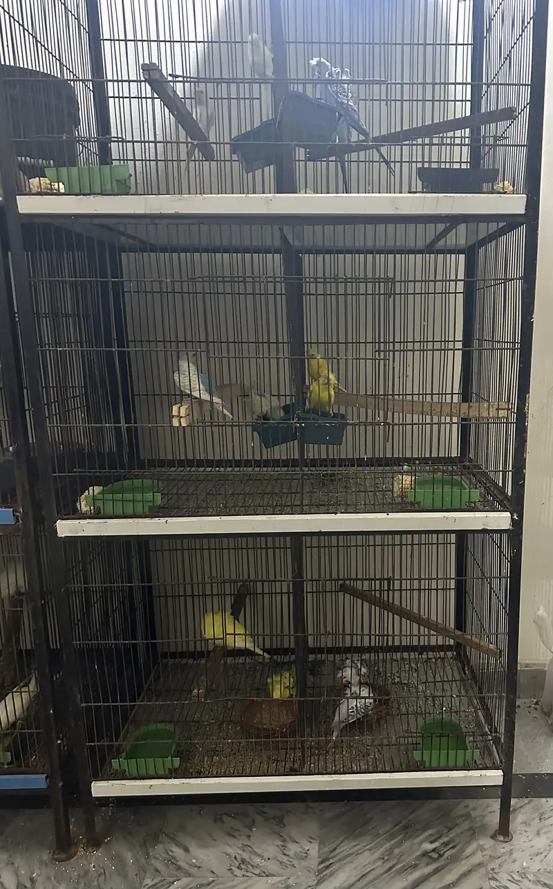 Parrots cage — photo 3