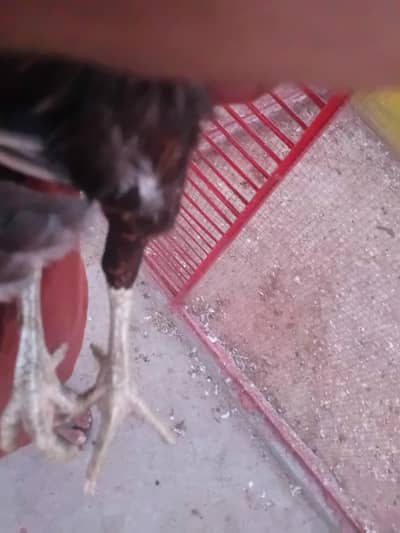 pure mia wali murgi ak ankh say kaanii 03414114442
