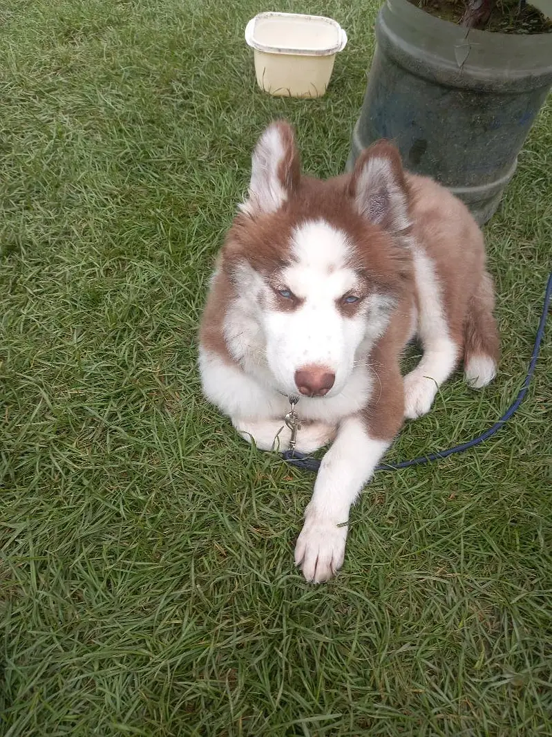 Husky Pure Breed — photo 3