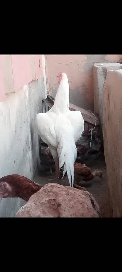 high quality bird for sale