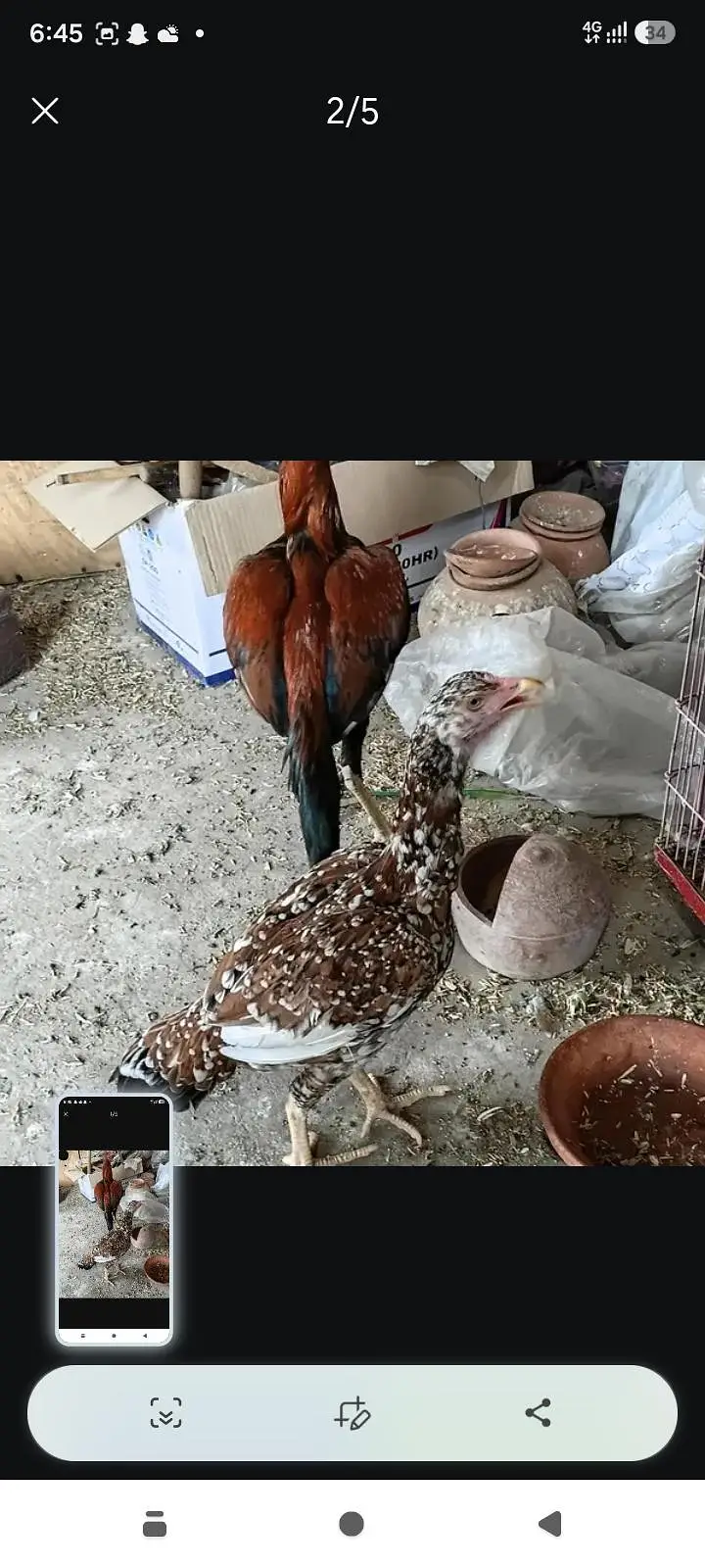Chini murgi for sall ha . . . kio change bhi kar sakta hai murgi Ke — photo 2