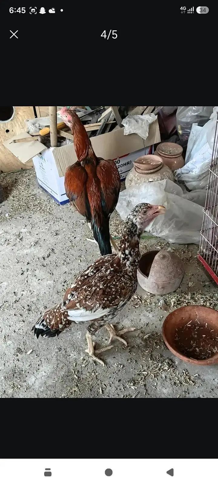 Chini murgi for sall ha . . . kio change bhi kar sakta hai murgi Ke — photo 3