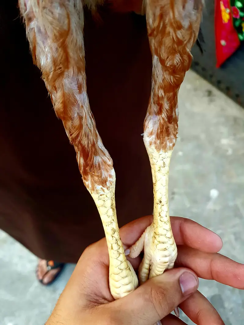 aseel shamo+pela zehrela nasal — photo 8