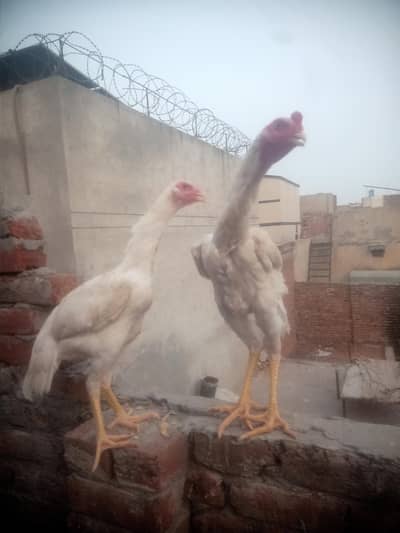 king white shamo pair