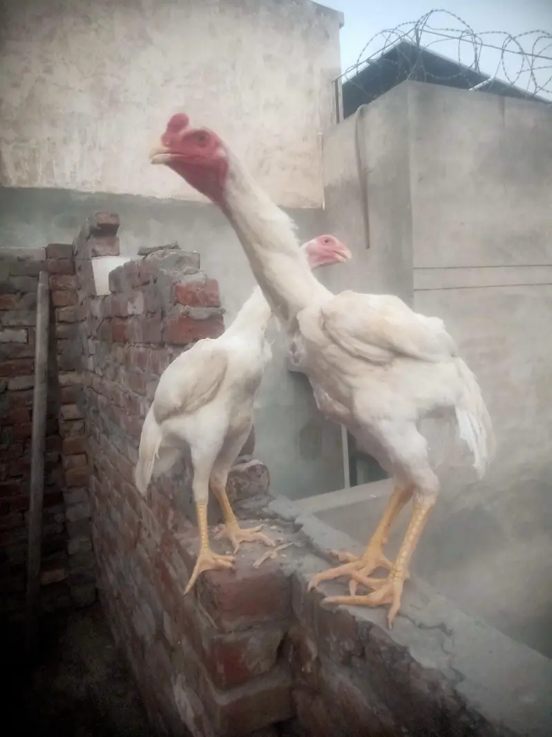 king white shamo pair — photo 7