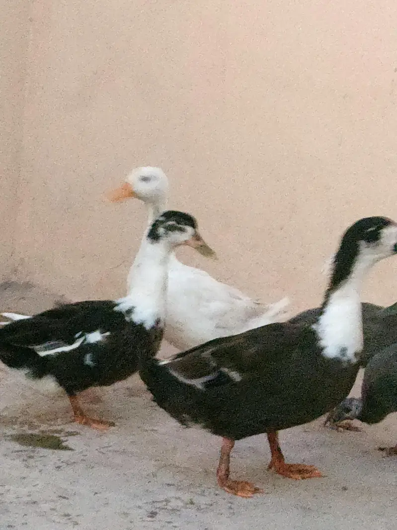 anday b deti hain — photo 2