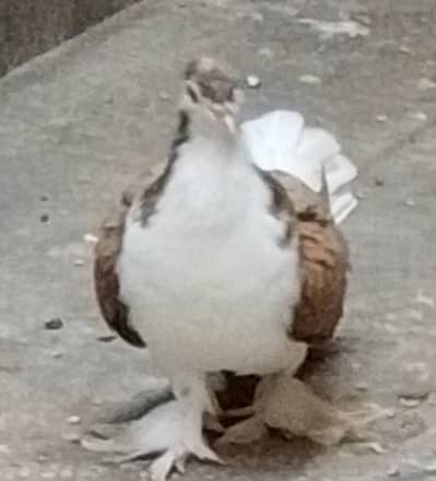Sherazi Pair