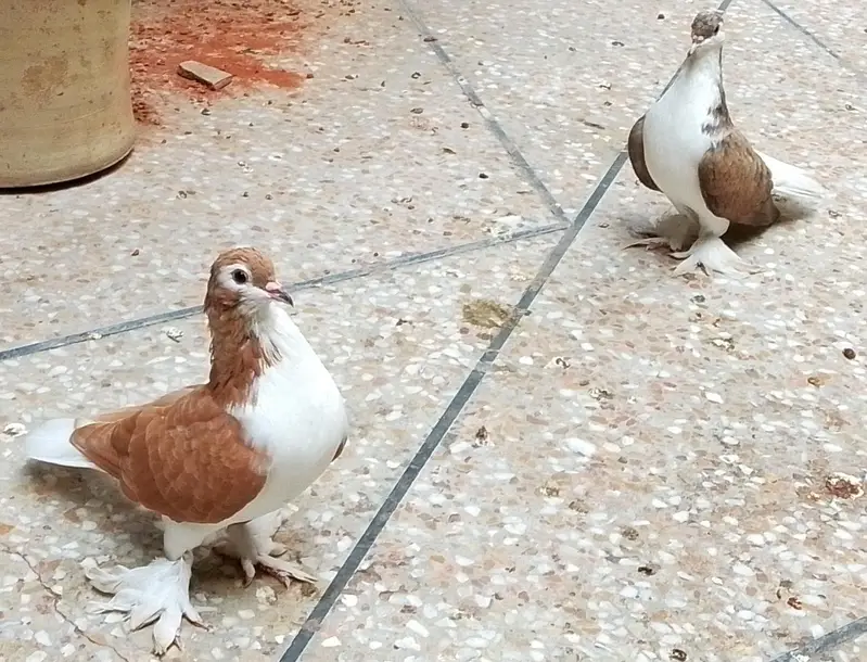 Sherazi Pair — photo 4