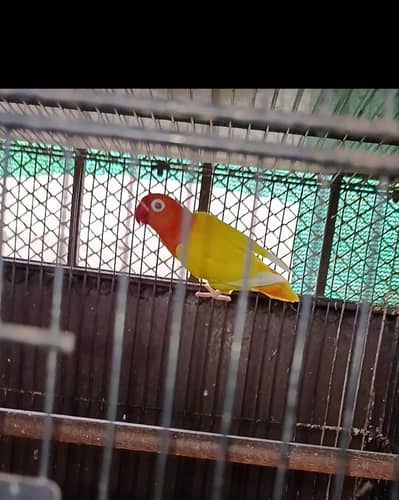 Lutino Opaline, Aqua B2 Pale Fellow, Opalines, Breeder