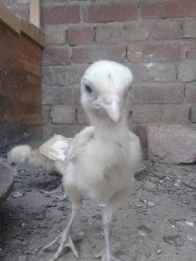 heera aseel chiks