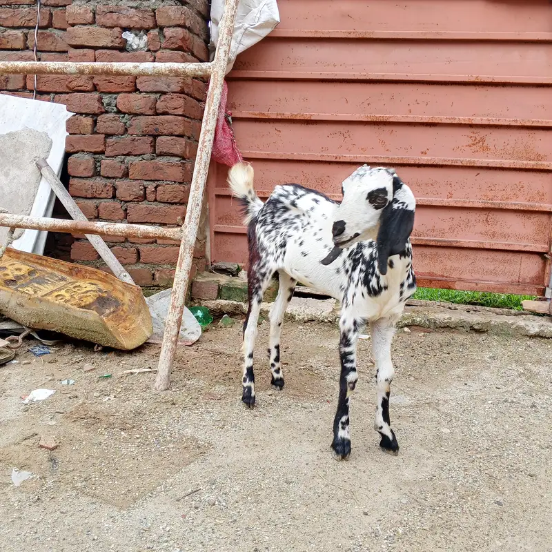 Desi female path  3 ماہ کی دیسی پٹھ Location: Jhelum City Demand 25 — photo 2