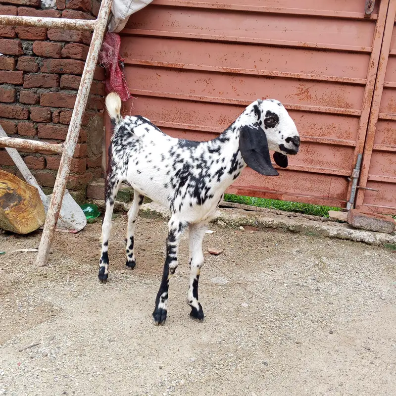 Desi female path  3 ماہ کی دیسی پٹھ Location: Jhelum City Demand 25 — photo 4