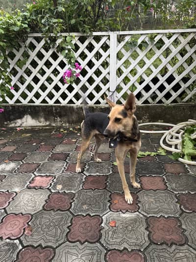 Alsation Bigyari dog for sale