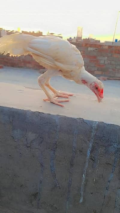 hira aseel patha dragon chick and chena or laka patha