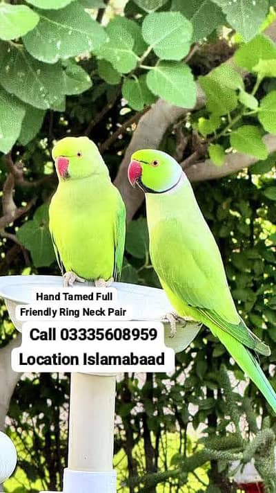 Male 13,000 or Female 5,500 Hand Tamed Green Ring Neck Parrot's
