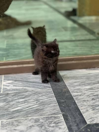 Persian full trained kitten double and triple coated