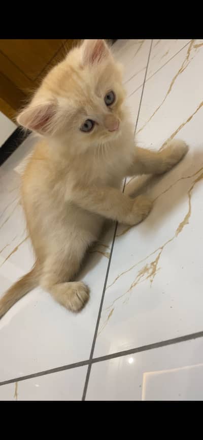 blue eyes double coated persian kitten