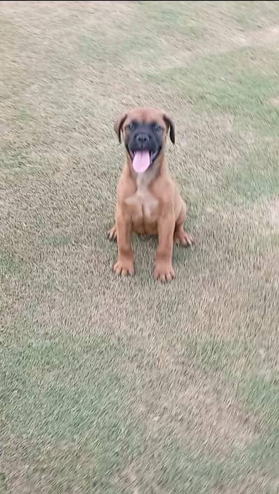 Bull mastiff puppies are available for sale