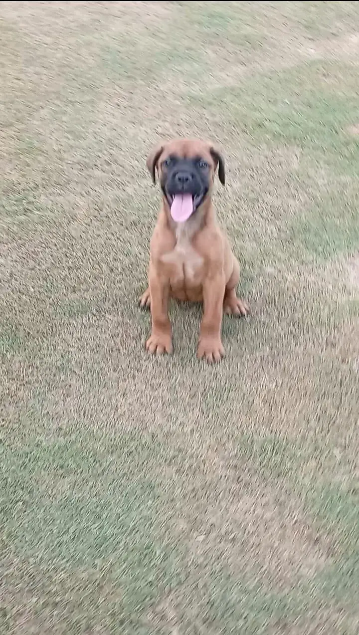 Bull mastiff puppies are available for sale