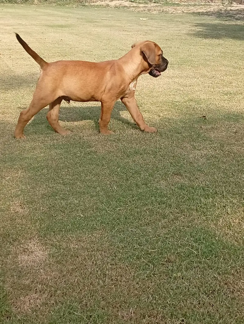 Bull mastiff puppies are available for sale — photo 2